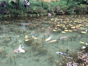 岐阜観光　関市板取　モネの池　自然